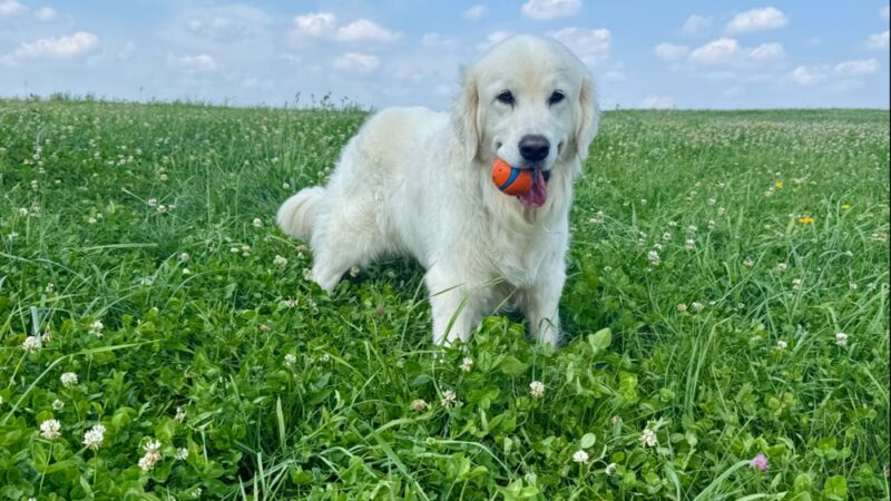 Green Dog, LLC Dog walking, Cat sitting & Dogpark Runs - Madison, WI