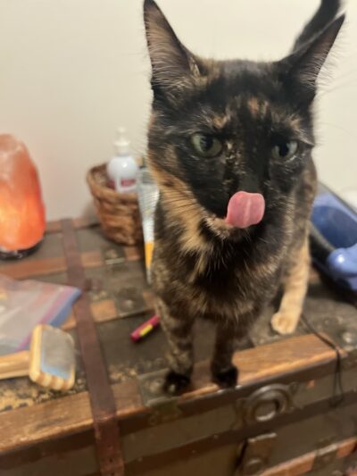 Green Dog, LLC Dog walking, Cat sitting & Dogpark Runs - Madison, WI