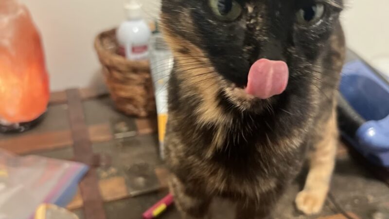 Green Dog, LLC Dog walking, Cat sitting & Dogpark Runs - Madison, WI