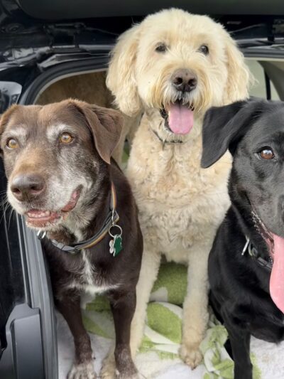 Green Dog, LLC Dog walking, Cat sitting & Dogpark Runs - Madison, WI