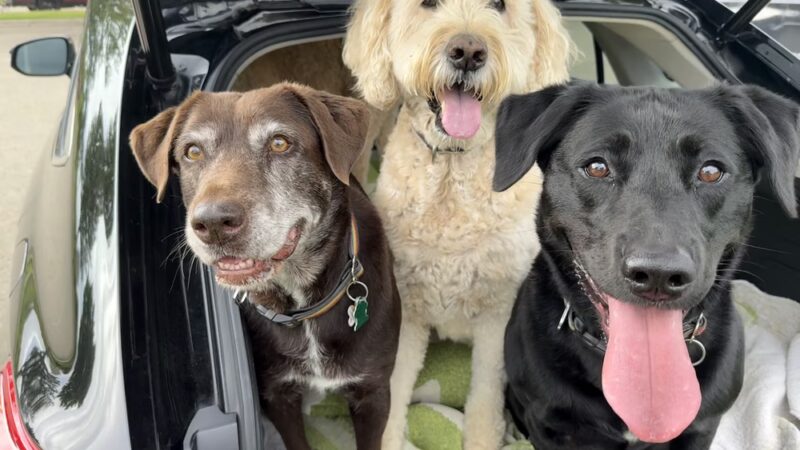 Green Dog, LLC Dog walking, Cat sitting & Dogpark Runs - Madison, WI