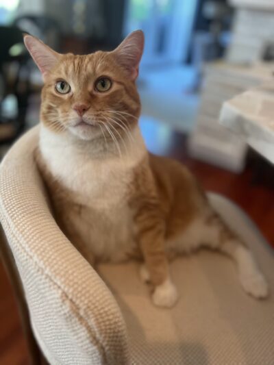 Green Dog, LLC Dog walking, Cat sitting & Dogpark Runs - Madison, WI