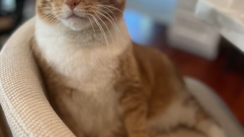 Green Dog, LLC Dog walking, Cat sitting & Dogpark Runs - Madison, WI