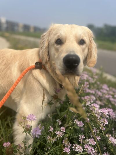 Green Dog, LLC Dog walking, Cat sitting & Dogpark Runs - Madison, WI