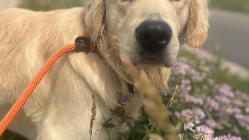 Green Dog, LLC Dog walking, Cat sitting & Dogpark Runs - Madison, WI