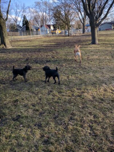 McCormick Park Dog Park - Madison, WI