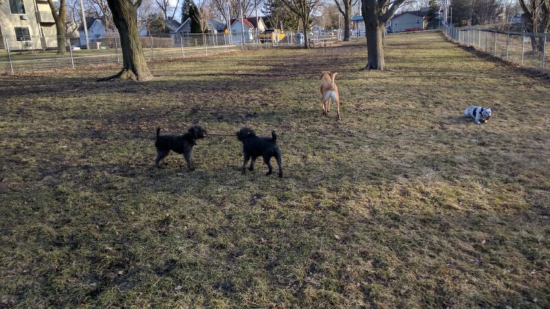McCormick Park Dog Park - Madison, WI