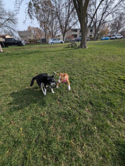 McCormick Park Dog Park - Madison, WI