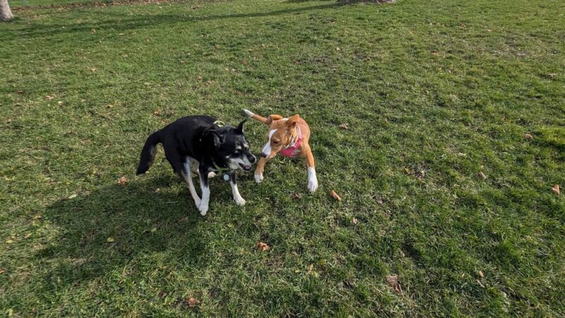 McCormick Park Dog Park - Madison, WI