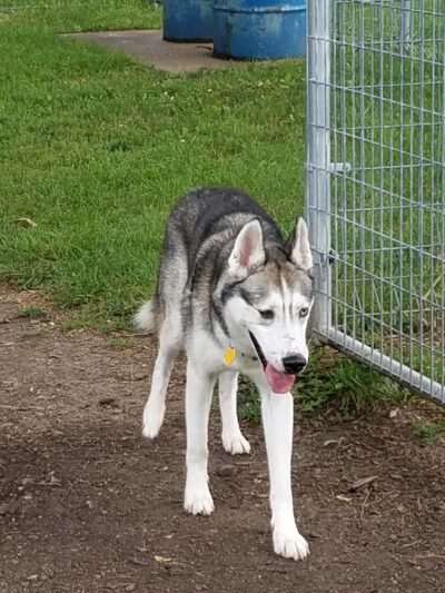 McCormick Park Dog Park - Madison, WI