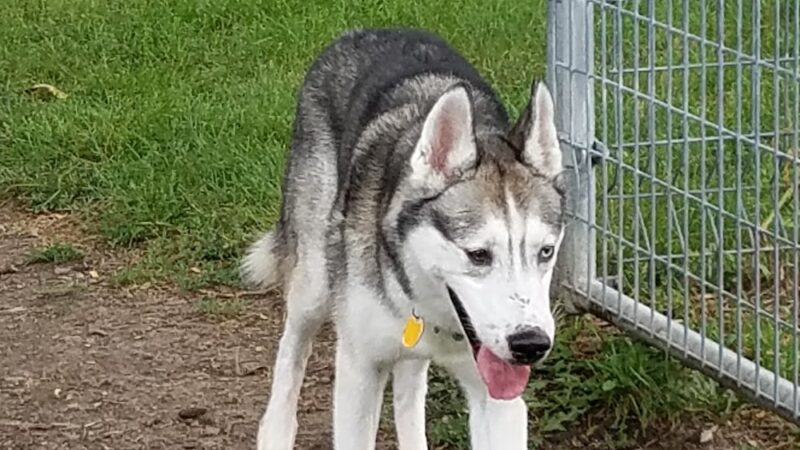 McCormick Park Dog Park - Madison, WI