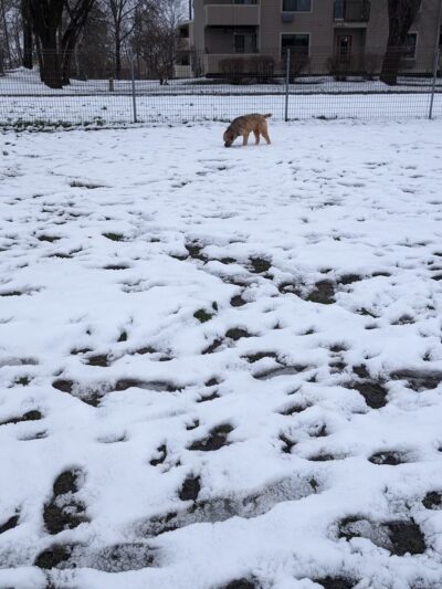 McCormick Park Dog Park - Madison, WI