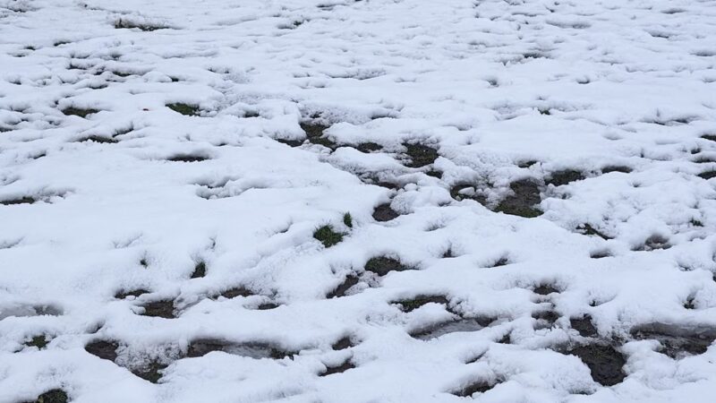 McCormick Park Dog Park - Madison, WI