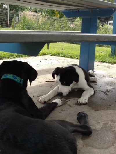 McCormick Park Dog Park - Madison, WI