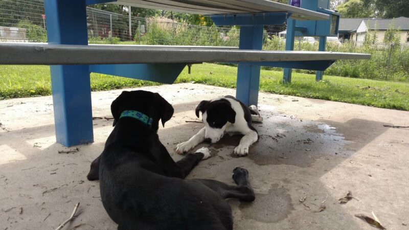 McCormick Park Dog Park - Madison, WI