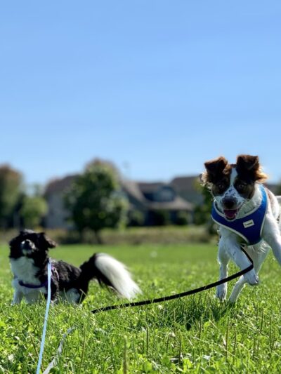 North Star Park - Madison, WI
