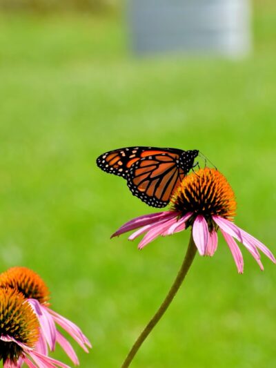 North Star Park - Madison, WI