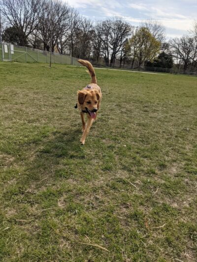 Odana School Park - Madison, WI
