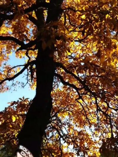 Orton Park - Madison, WI