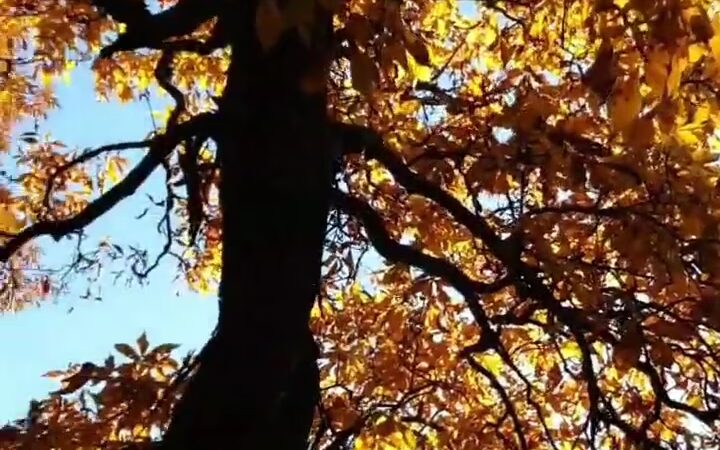 Orton Park - Madison, WI