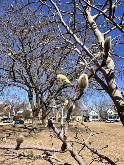Reynolds Park - Madison, WI