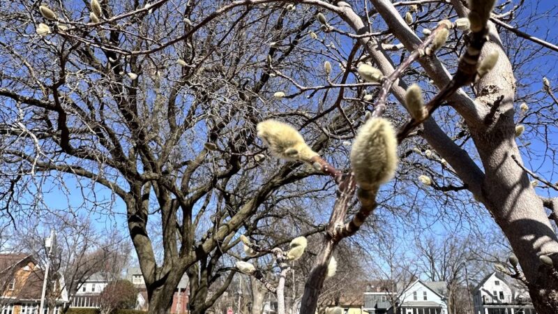 Reynolds Park - Madison, WI