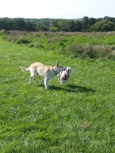 Sycamore Park - Madison, WI