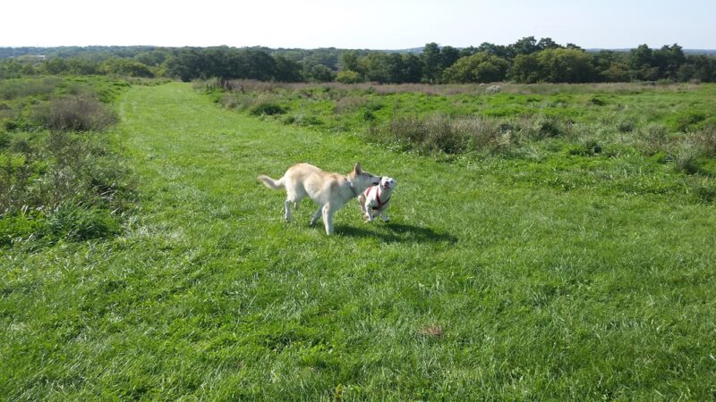 Sycamore Park - Madison, WI