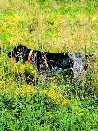 Sycamore Park - Madison, WI