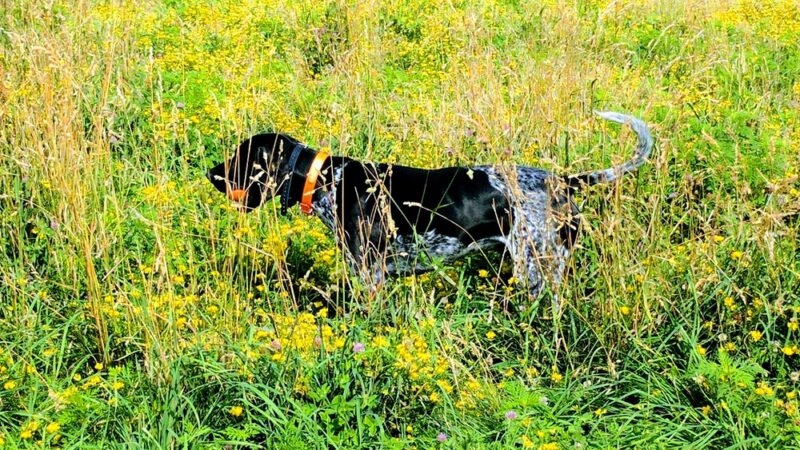 Sycamore Park - Madison, WI