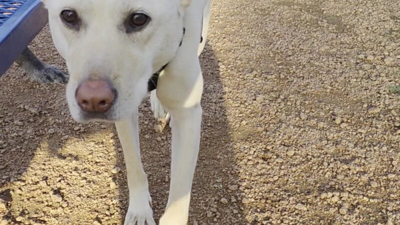 The Boneyard Dog Park and Sports Bar - Madison, WI
