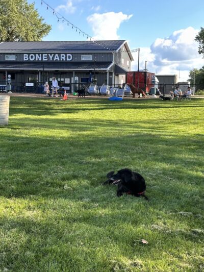 The Boneyard Dog Park and Sports Bar - Madison, WI