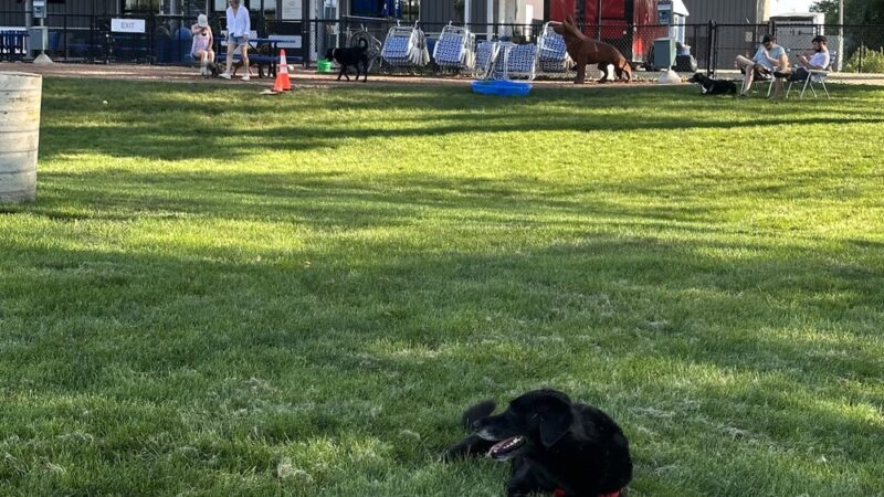 The Boneyard Dog Park and Sports Bar - Madison, WI