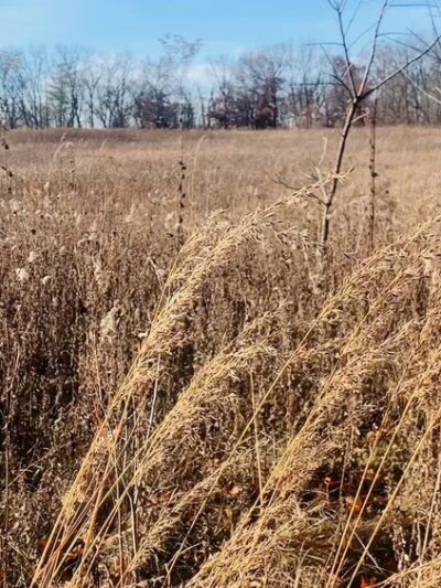 Turville Point Conservation Park - Madison, WI