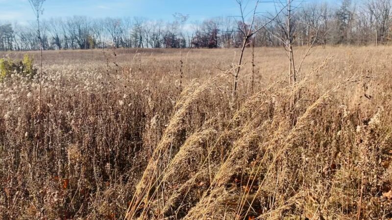Turville Point Conservation Park - Madison, WI