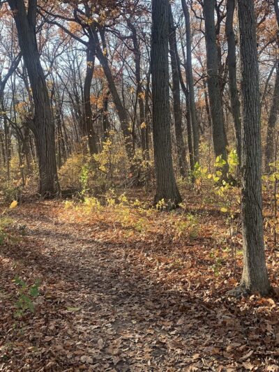 Turville Point Conservation Park - Madison, WI