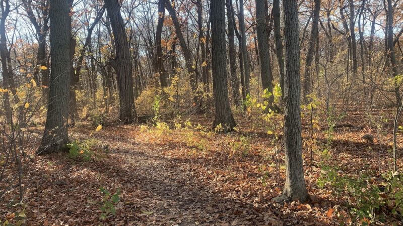 Turville Point Conservation Park - Madison, WI