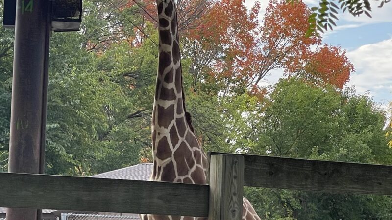 Vilas (Henry) Park - Madison, WI