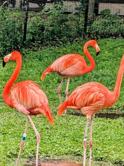 Vilas (Henry) Park - Madison, WI