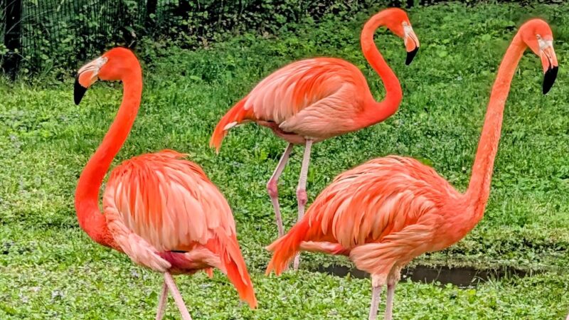 Vilas (Henry) Park - Madison, WI