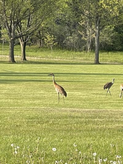 Walnut Grove Park - Madison, WI