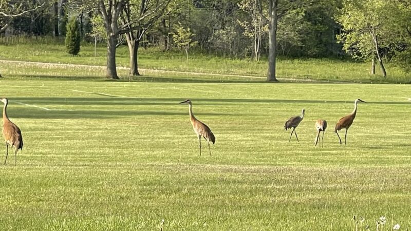 Walnut Grove Park - Madison, WI