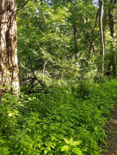 Walnut Grove Park - Madison, WI