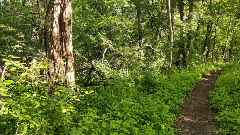 Walnut Grove Park - Madison, WI