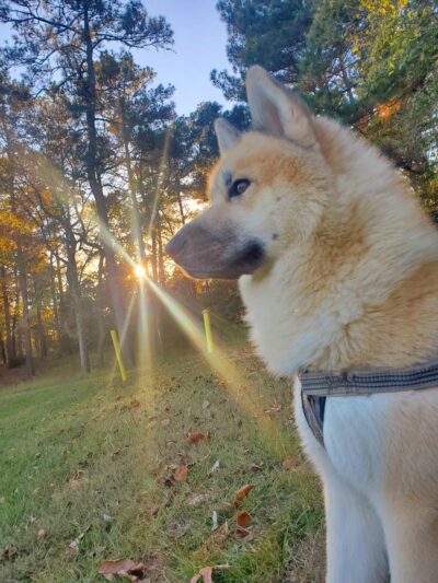 Oak Hollow Park - Magnolia, TX