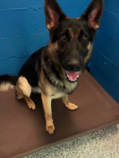 Aranwood Kennels - Mahwah, NJ