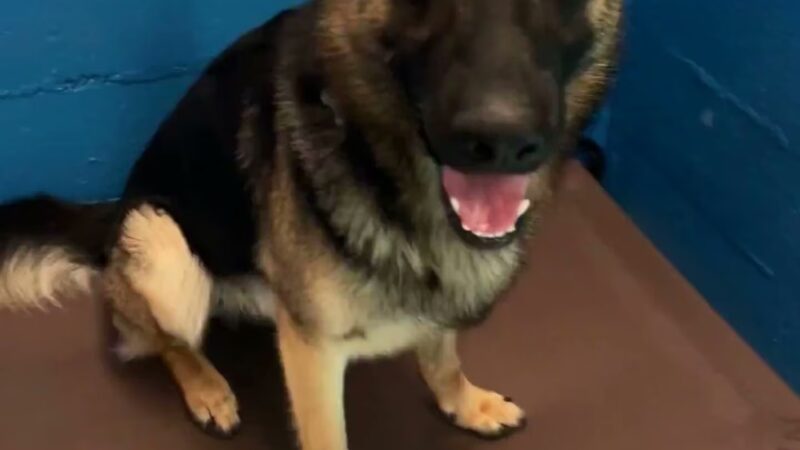 Aranwood Kennels - Mahwah, NJ