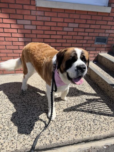 Glamour Paws Boutique - Mahwah, NJ
