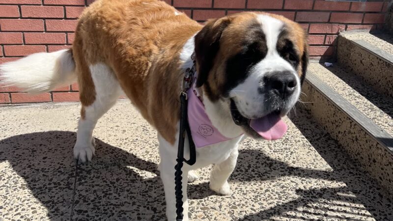 Glamour Paws Boutique - Mahwah, NJ