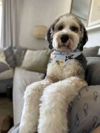 Glamour Paws Boutique - Mahwah, NJ